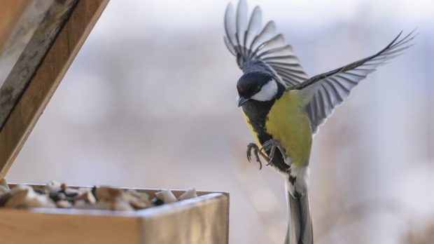 Bird feeding in winter