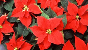 WEB-POINSETTIAS-BLOOM-FLOWER-RED-GREEN-CHRISTMAS-SCOTT-BAUER-WIKICOM-CC0