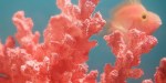 LIVING CORAL