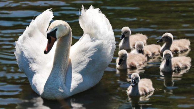 SWAN FAMILY