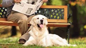 WEB-DOG-NEWSPAPER-MAN-READING-shutterstock_160079630-Ljupco Smokovski-AI