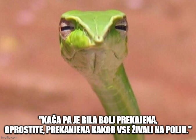meme-berilo.jpg