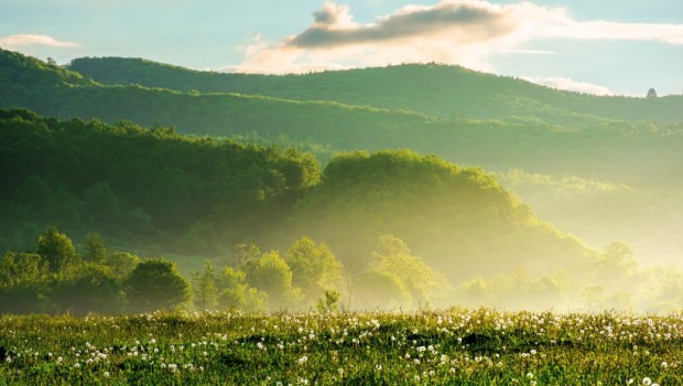 dandelion field in rural landscape at sunrise