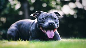 Happy black dog on grass