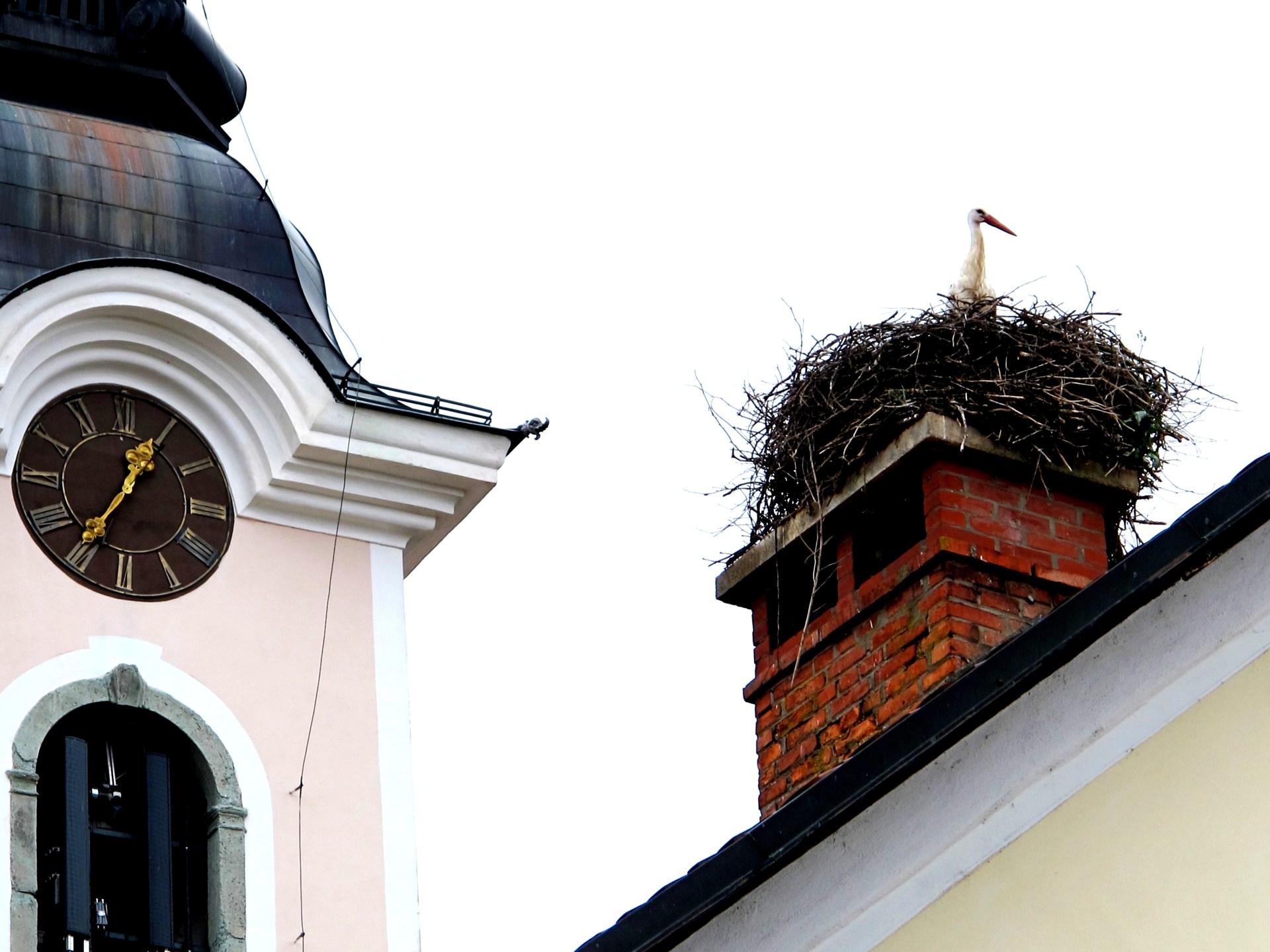 storklje-cerklje-4.jpg