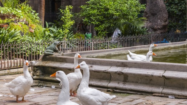 Barcelona, Spain - June 4, 2011: In the cloister of the cathedral, 13 geese are guarding the tomb of Saint Eulalia, martyred by the Romans